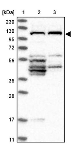 FAM83G Antibody in Western Blot (WB)