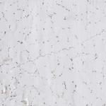 LRRC45 Antibody in Immunohistochemistry (IHC)