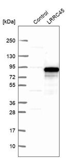 LRRC45 Antibody in Western Blot (WB)