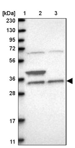 ZFAND1 Antibody in Western Blot (WB)