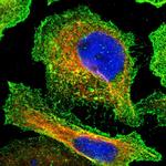 DUS1L Polyclonal Antibody