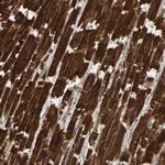 DUS1L Antibody in Immunohistochemistry (Paraffin) (IHC (P))