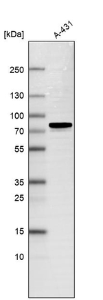 USP43 Antibody in Western Blot (WB)