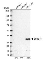 CCDC43 Antibody