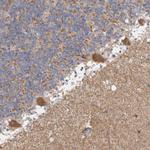 C17orf53 Antibody in Immunohistochemistry (Paraffin) (IHC (P))