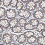 C17orf53 Antibody in Immunohistochemistry (Paraffin) (IHC (P))