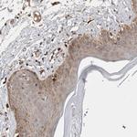 C17orf53 Polyclonal Antibody