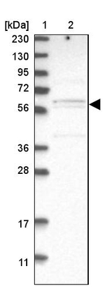 C17orf53 Antibody in Western Blot (WB)