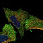 EFR3A Polyclonal Antibody