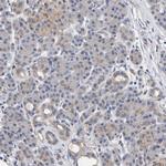 EFR3A Antibody in Immunohistochemistry (IHC)