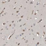 EFR3A Antibody in Immunohistochemistry (IHC)