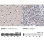 EFR3A Antibody