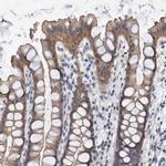 EFR3A Antibody in Immunohistochemistry (IHC)