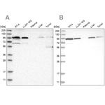 EFR3A Antibody in Western Blot (WB)