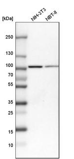 EFR3A Antibody in Western Blot (WB)