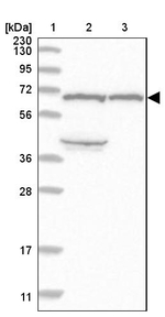 KLHL36 Antibody in Western Blot (WB)