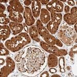 ZBTB37 Antibody in Immunohistochemistry (Paraffin) (IHC (P))