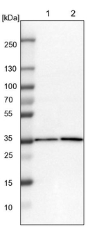 ZBTB37 Antibody in Western Blot (WB)