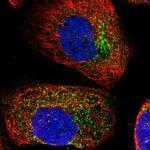 ACRC Antibody in Immunocytochemistry (ICC/IF)