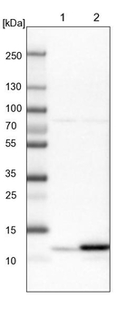 HRSP12 Antibody in Western Blot (WB)