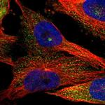 KIAA0753 Antibody in Immunocytochemistry (ICC/IF)