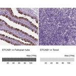EFCAB1 Antibody