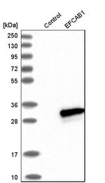 EFCAB1 Antibody in Western Blot (WB)
