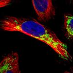 APBB2 Polyclonal Antibody