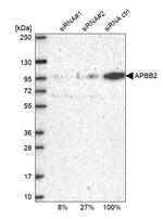 APBB2 Antibody in Western Blot (WB)