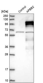 APBB2 Antibody in Western Blot (WB)
