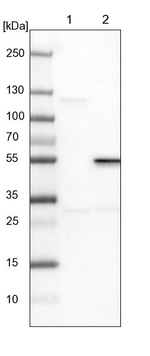RUNDC3A Antibody in Western Blot (WB)