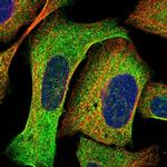 SYNRG Polyclonal Antibody