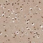 SYNRG Polyclonal Antibody