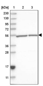 NXN Antibody in Western Blot (WB)