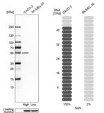 NXN Antibody in Western Blot (WB)