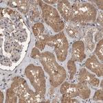 LLGL1 Antibody in Immunohistochemistry (Paraffin) (IHC (P))