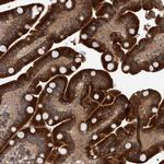 B3GNTL1 Antibody in Immunohistochemistry (Paraffin) (IHC (P))