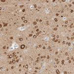 GADD45G Antibody in Immunohistochemistry (IHC)