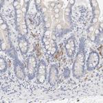 GADD45G Antibody in Immunohistochemistry (IHC)