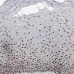 SURF6 Antibody in Immunohistochemistry (Paraffin) (IHC (P))