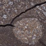 KIAA1731NL Polyclonal Antibody