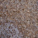 VPS9D1 Antibody in Immunohistochemistry (Paraffin) (IHC (P))