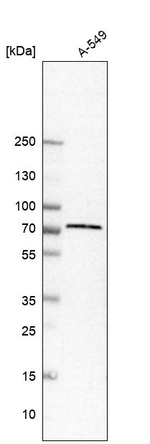 TRIM16 Antibody in Western Blot (WB)