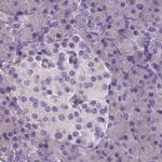 NECAB1 Antibody in Immunohistochemistry (IHC)