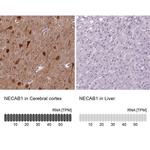 NECAB1 Antibody