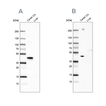 NECAB1 Antibody in Western Blot (WB)