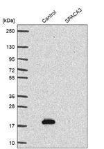 SPACA3 Antibody in Western Blot (WB)