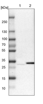 TATDN1 Antibody in Western Blot (WB)