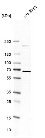 ZNF653 Antibody in Western Blot (WB)