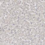 UNK Antibody in Immunohistochemistry (Paraffin) (IHC (P))